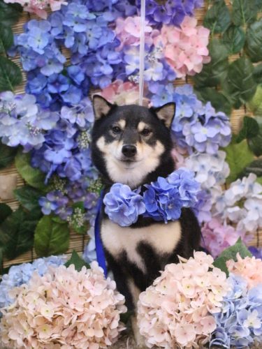 20250621小町ちゃん